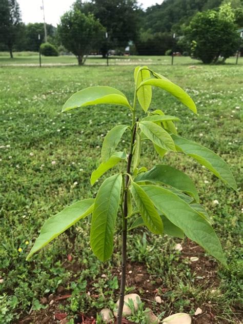 Anson Nursery. July 25, 2020 ·. Florida native (Asimina triloba) Paw Paw trees are now in stock. This particular variety is native to north Florida and grows to approx. 15’ tall. It gets a pretty red bloom and would make a wonderful “specimen” tree for your landscape. It is also the larval host plant for the Zebra Swallowtail butterfly ...